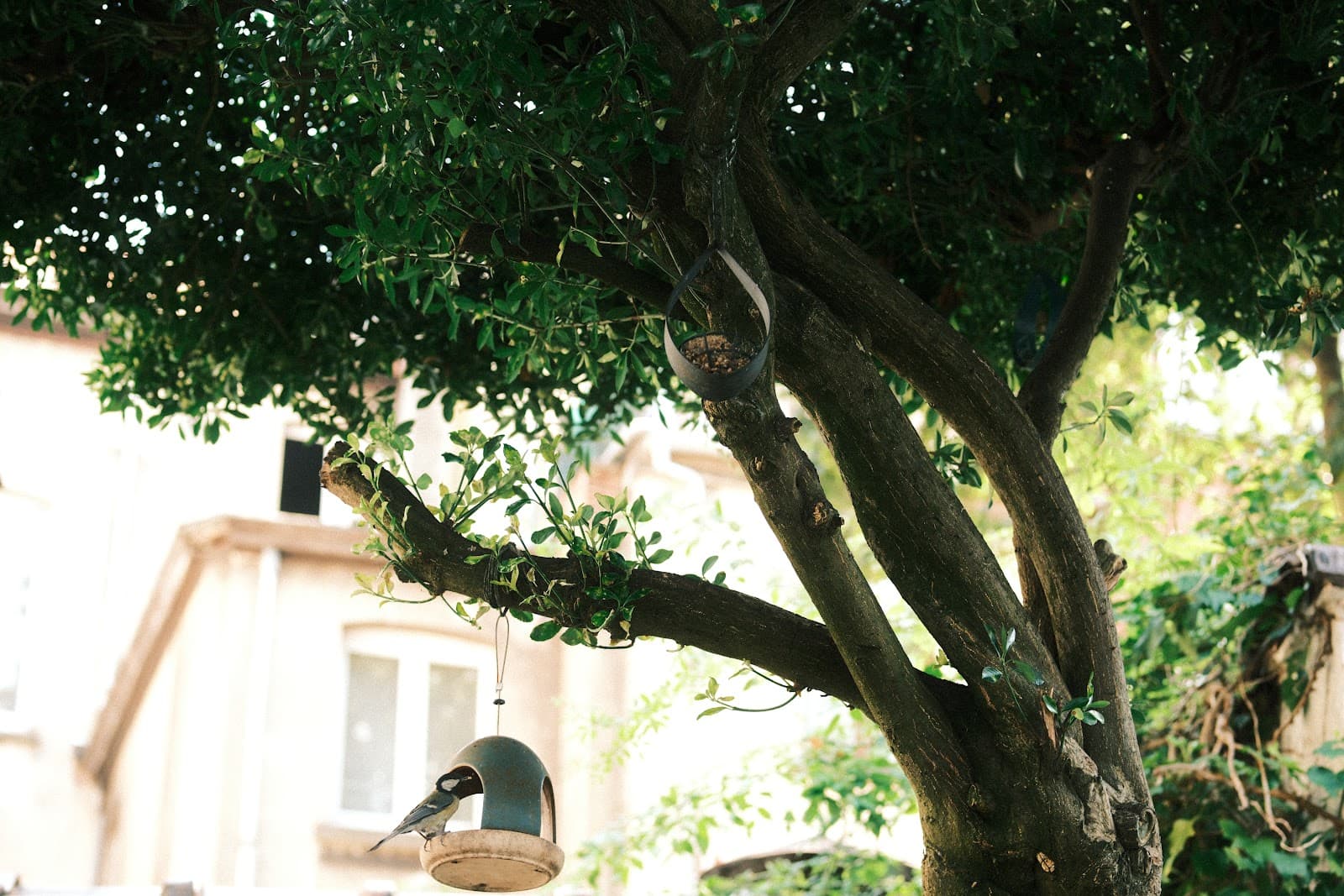 Une mésange sur la mangeoire suspendue à l'arbre du jardin de Kami